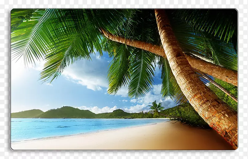 海滩槟榔科海岸桌面壁纸热带-海滩