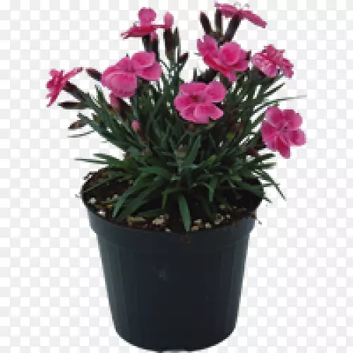 粉红色m花盆切花室内植物