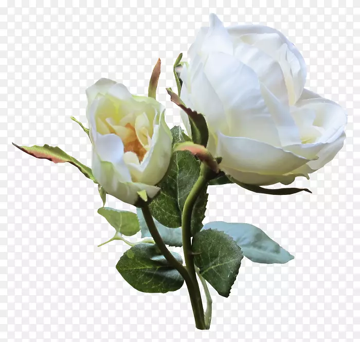 花园玫瑰，白花，卷心菜，玫瑰剪贴画-花
