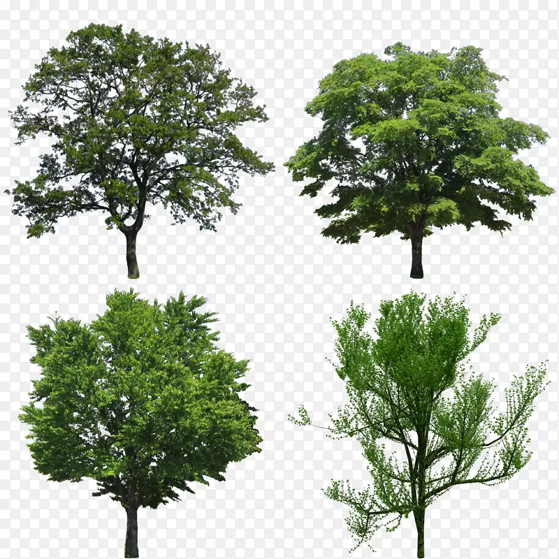 树木砧木摄影栎橡木常绿树