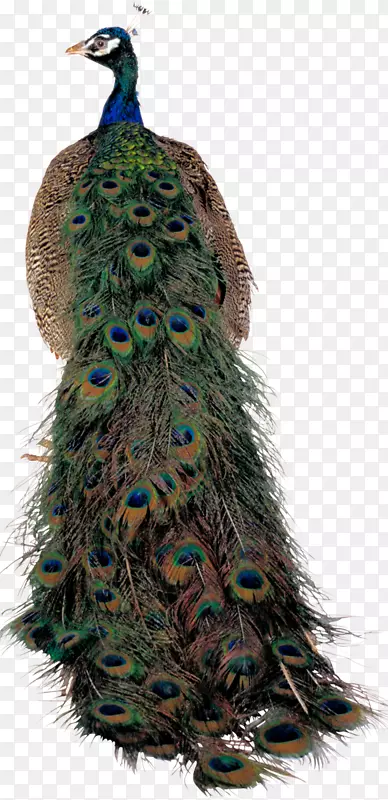 帕沃鸟亚洲孔雀羽毛剪贴画-鸟