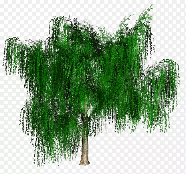 树枝，鸵鸟，蕨类植物，维管束植物