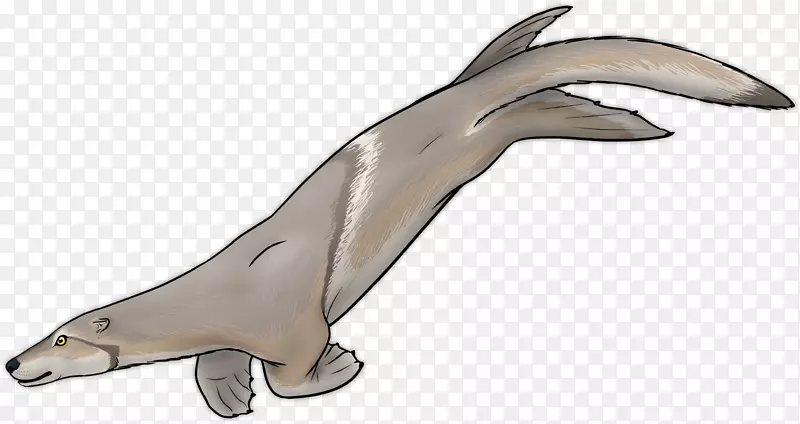 常见宽吻海豚图库溪海洋生物动物群-海豚