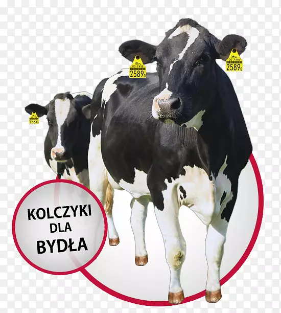 高地牛，肉牛，荷斯坦牛，弗里西亚牛，得克萨斯州长角牛犊-宾利