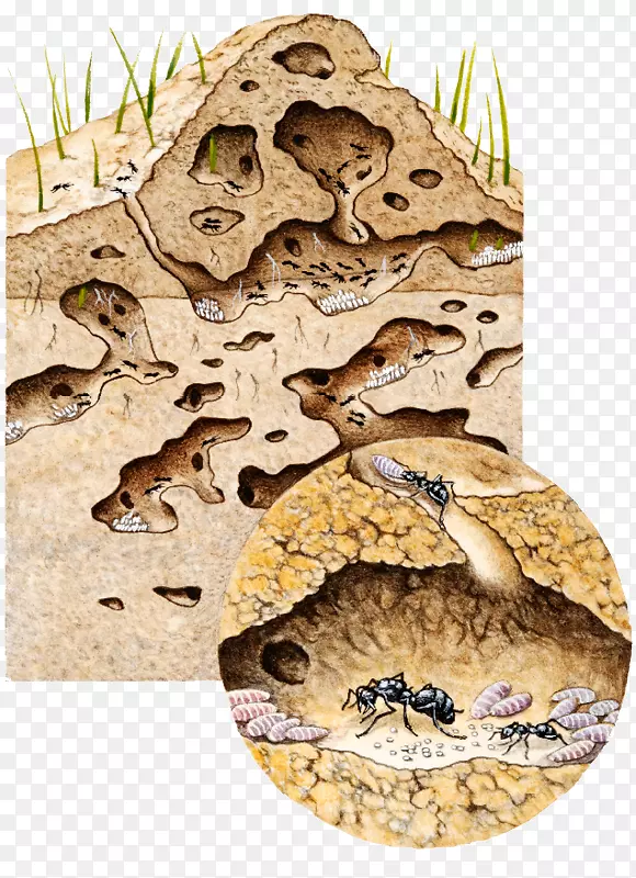 在蚁群内的黑花园蚁巢