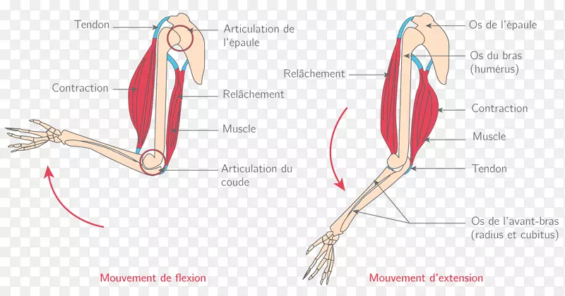 拇指肌肉关节肌肉系统伸直肌肉-手臂