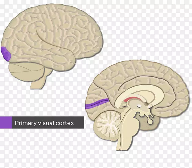 大脑皮层初级运动皮层视觉皮层脑