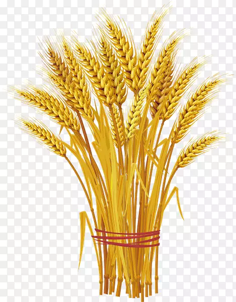 非农饲粮小麦穗期-免收小麦