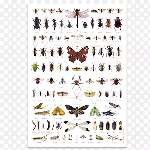 昆虫，蜜蜂，害虫，蟑螂，苍蝇