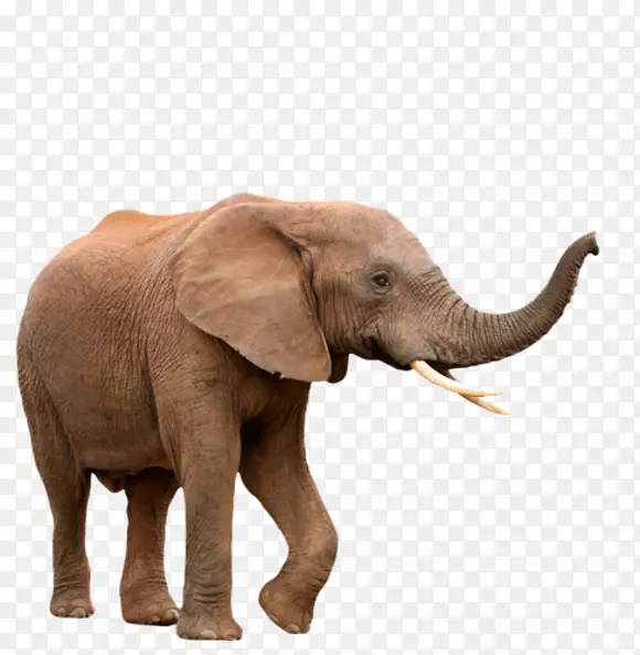 非洲象-印度象剪贴画