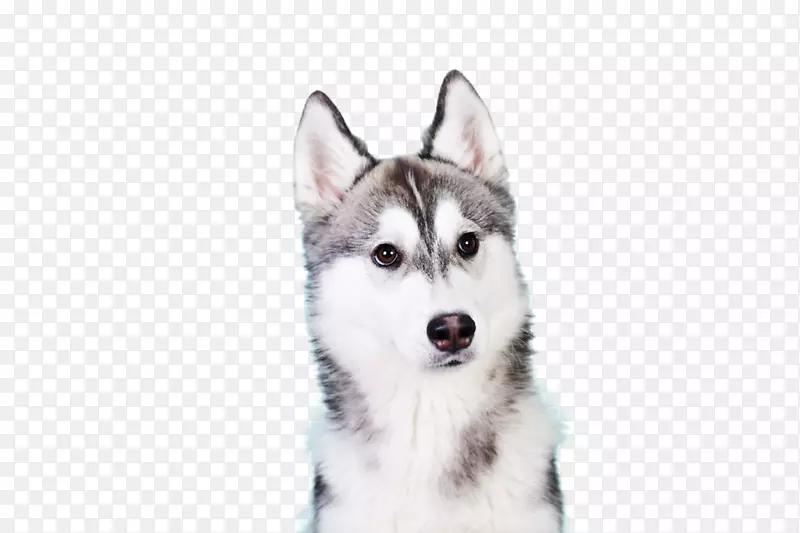 西伯利亚哈士奇小狗Shiba Inu阿拉斯加马拉默特iPhone 7-小狗