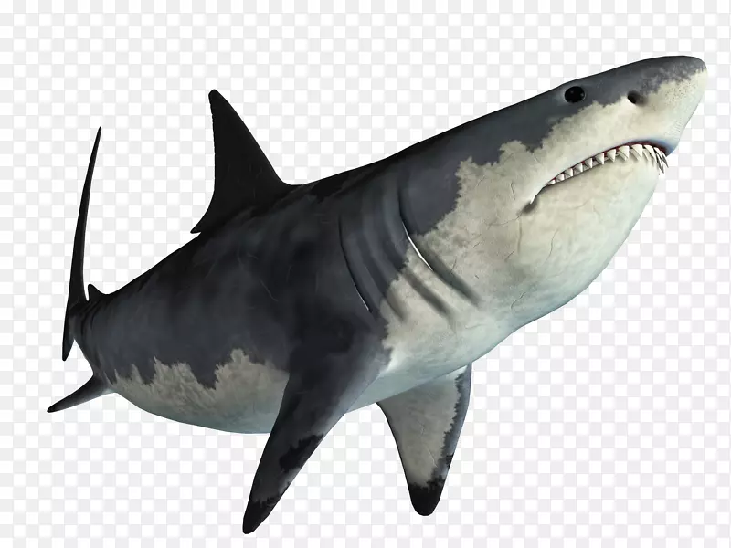 虎鲨-大白鲨网页浏览器-鲨鱼