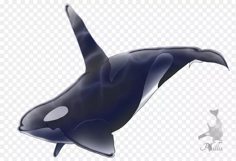虎鲸普通宽吻海豚鲨海洋生物-鲨鱼