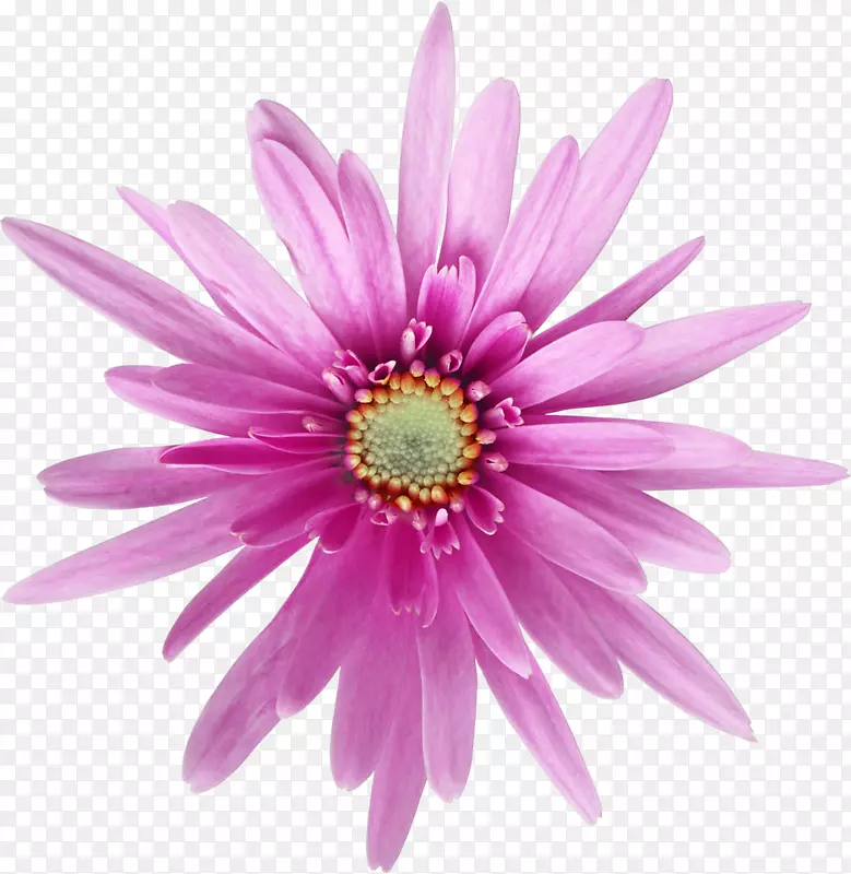 花卉摄影常见的雏菊