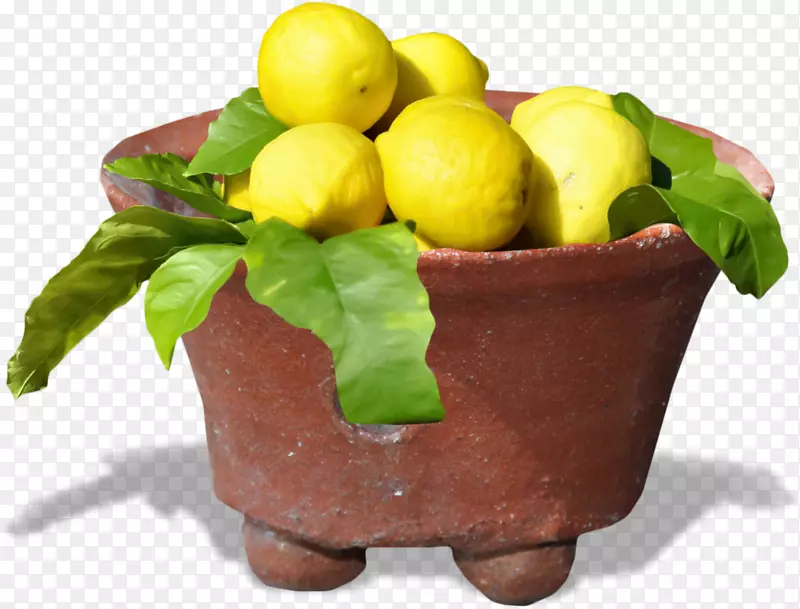 柠檬天然食品花盆超级食物柠檬