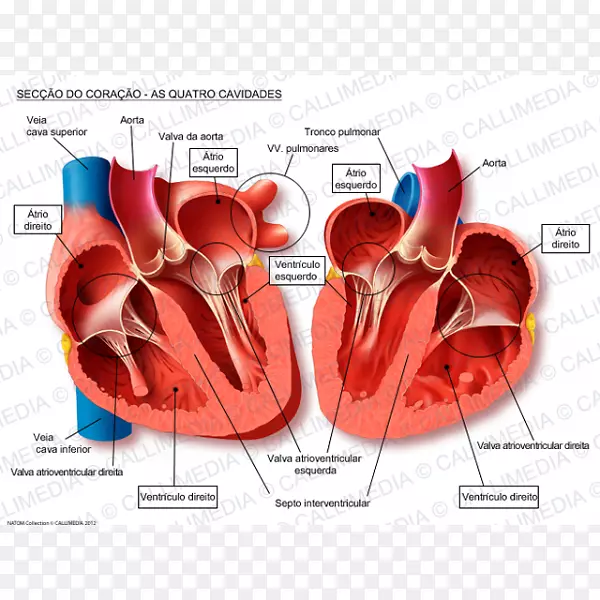 人体心脏解剖血管肺静脉-心脏