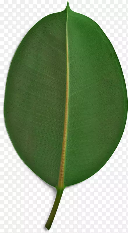 可持续性纸可持续发展海报克鲁格产品-绿色棕榈叶