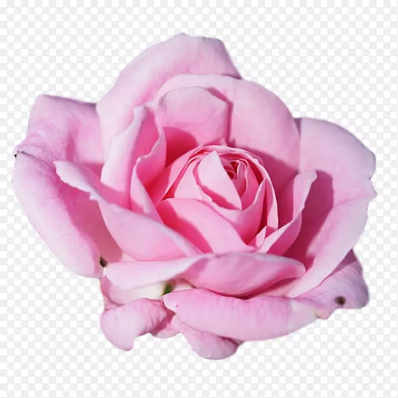 玫瑰粉红色花瓣-玫瑰