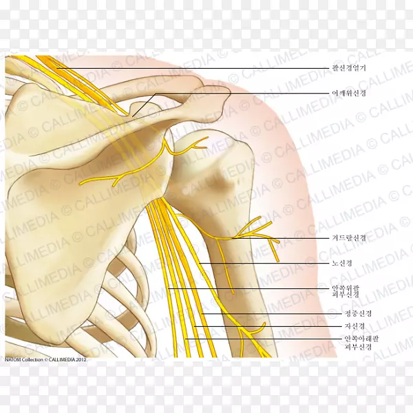 肩部肌肉人体解剖骨骼臂