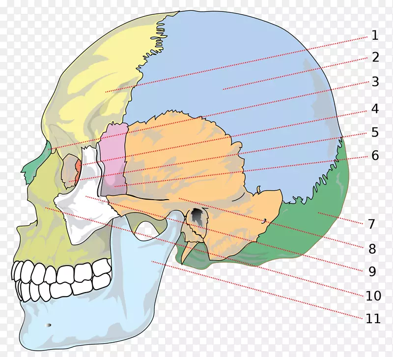 颅骨顶骨解剖人体骨骼-颅骨