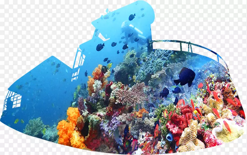 珊瑚礁鱼拉麦区生态系统-珊瑚礁