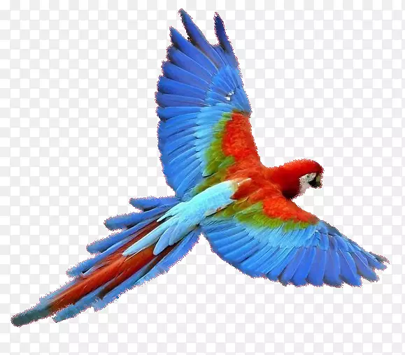 新几内亚鹦鹉-鹦鹉