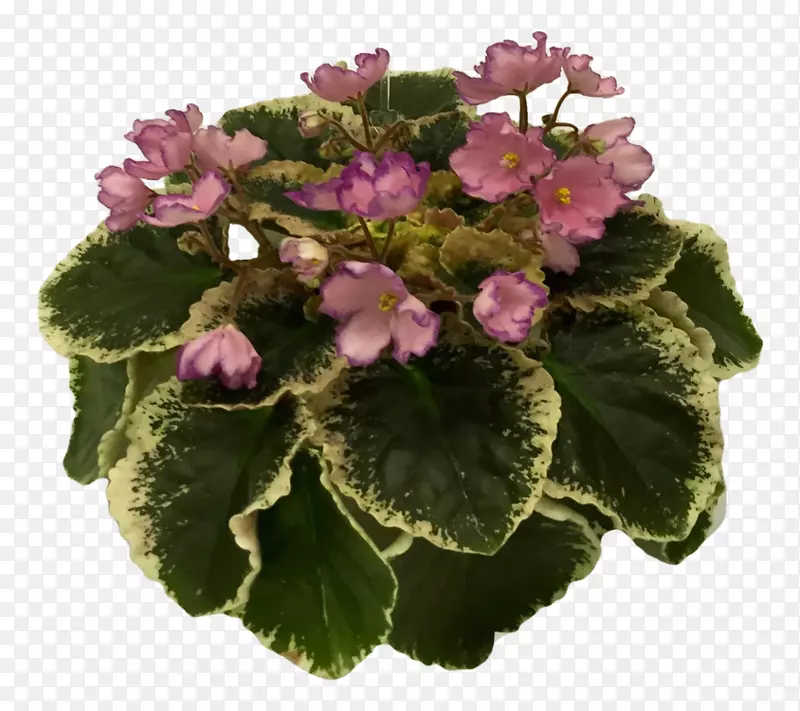 紫罗兰科一年生植物-紫罗兰