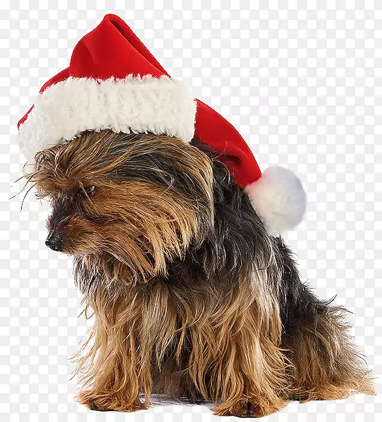 约克郡小猎犬澳大利亚丝绸猎犬圣诞老人-小狗