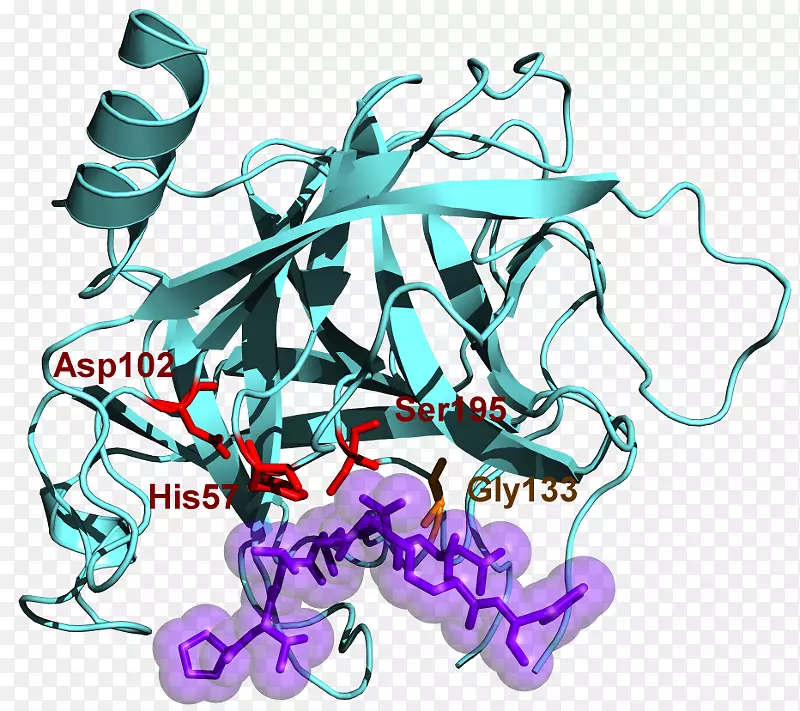 糜蛋白酶原蛋白丝氨酸蛋白酶