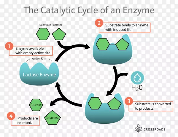 催化循环乳糖酶底物催化