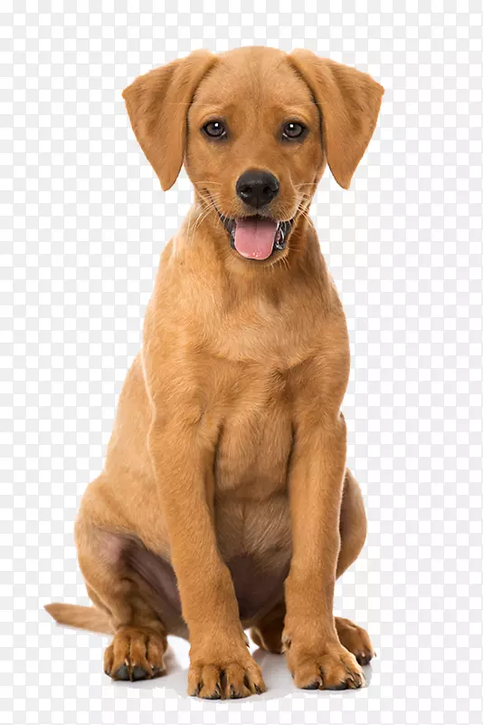 拉布拉多犬繁殖拉布拉多猎犬罗得西亚脊背韦森动物诊所-小狗