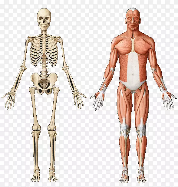 骨骼肌解剖肌肉系统人体骨骼