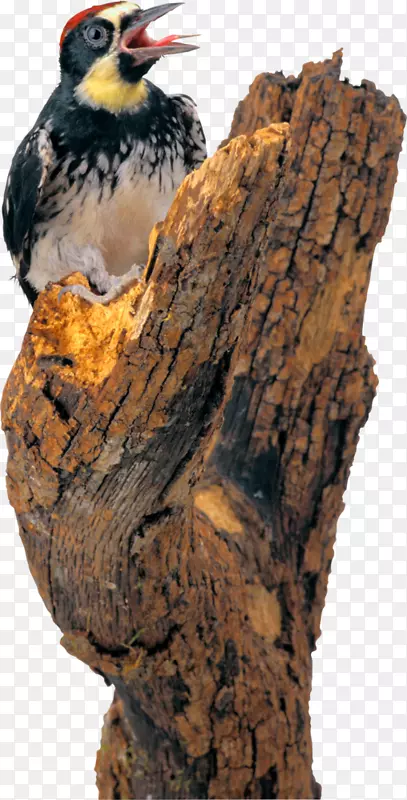 啄木鸟鹈鹕夹艺术鸟