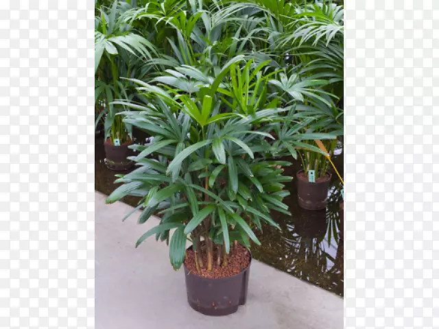 槟榔科雀麦属植物常绿植物