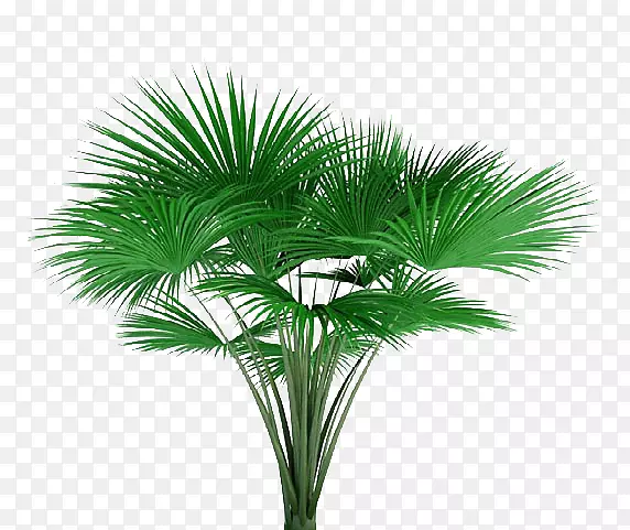 亚洲棕榈树摄影植物-树