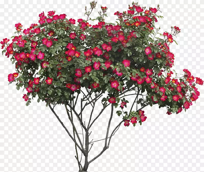 玫瑰灌木修剪艺术花卉植物