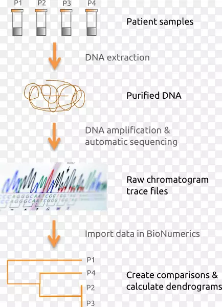 多位点序列分型DNA测序核酸序列-科学