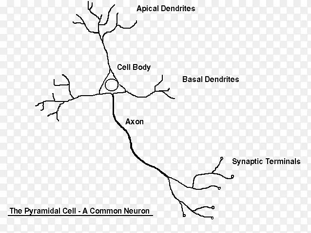 神经系统神经元突触细胞工作表