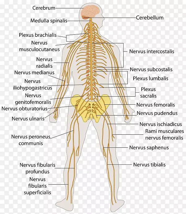 人体中枢神经系统周围神经系统-脑概述
