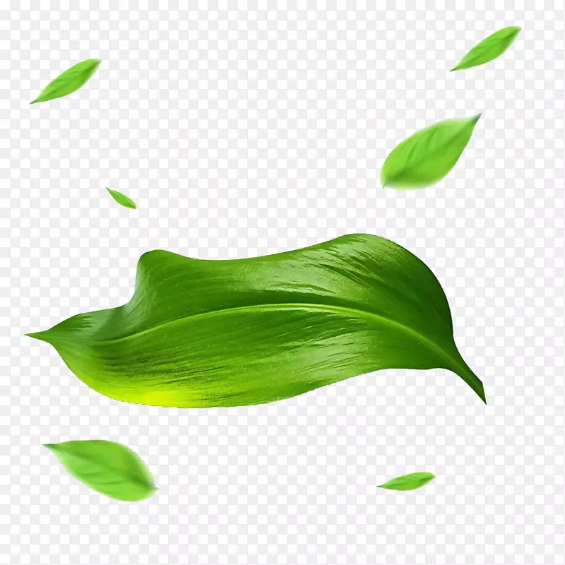 六安瓜子茶加工-茶