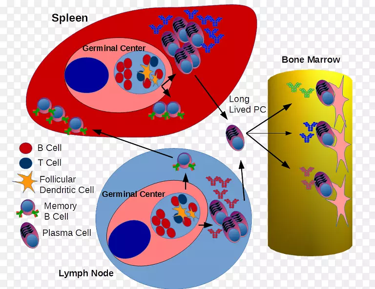 B细胞生发中心血浆细胞抗体