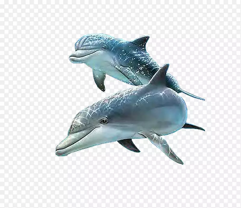 海豚-海豚