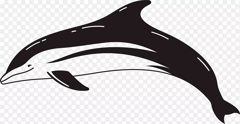 普通宽吻海豚短喙普通海豚图库溪粗齿海豚白嘴海豚