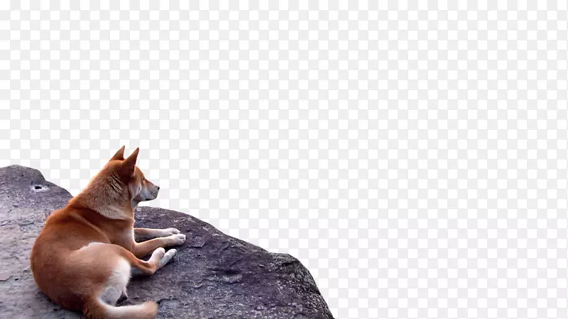 须犬种犬-小狗