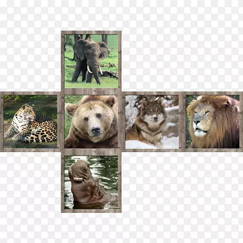 五立方七野生动物猫立方体