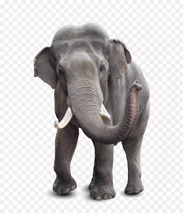 非洲象亚洲象有什么用？亚洲象牙象科(Elephantidae)