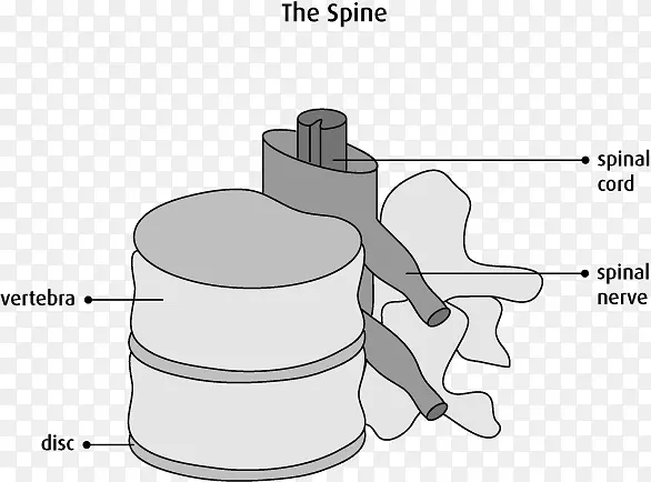 脊柱脊髓解剖颈椎神经系统-癌细胞细节