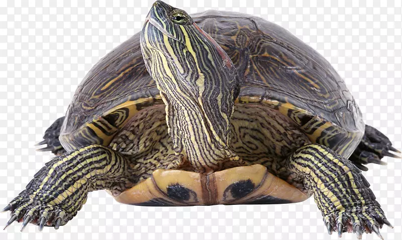 箱形海龟爬行动物红耳滑块常见的抓取龟-Tortuga