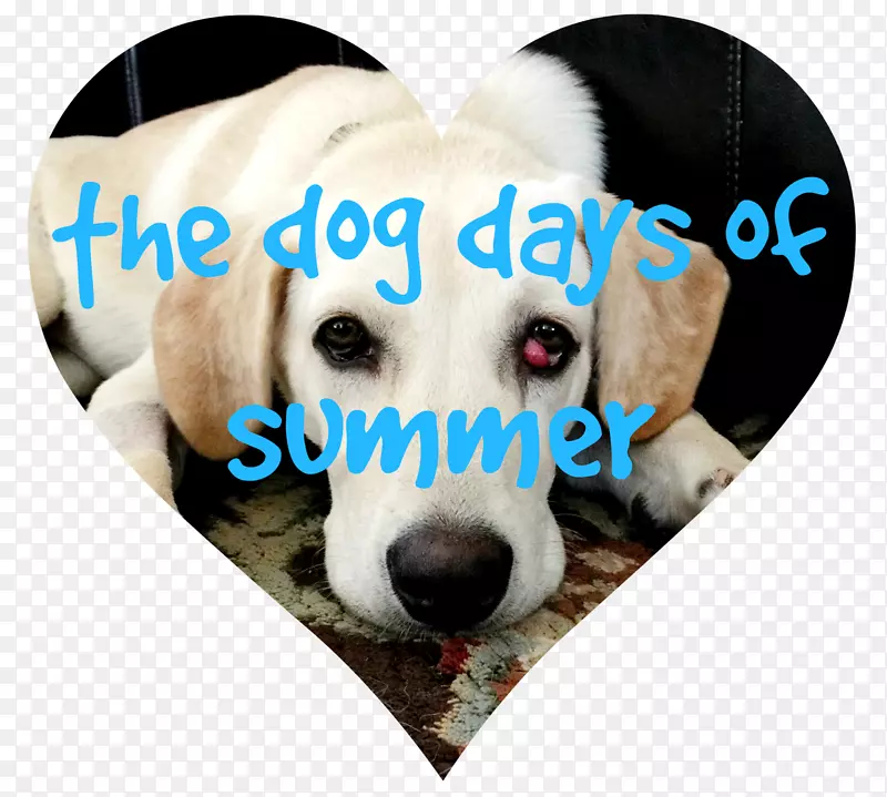 小狗养狗日体育团体-夏季狗