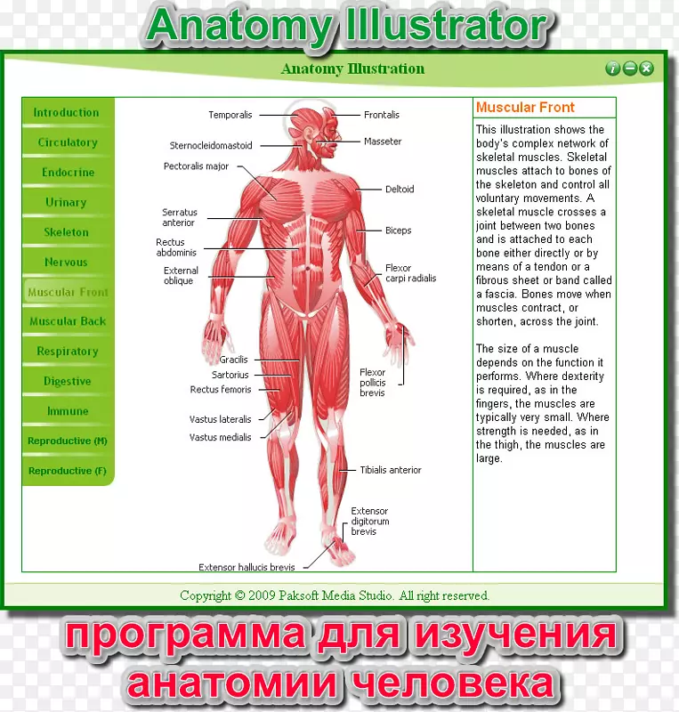 智人肌肉系统解剖-消化